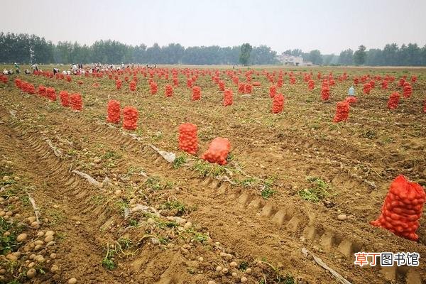 【高产】土豆高产种植技术与管理方法