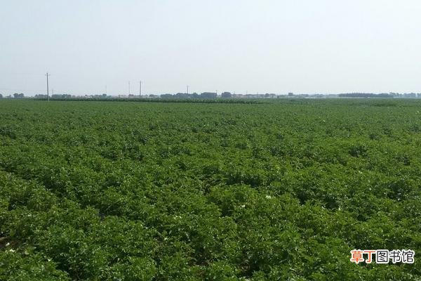 【高产】土豆高产种植技术与管理方法