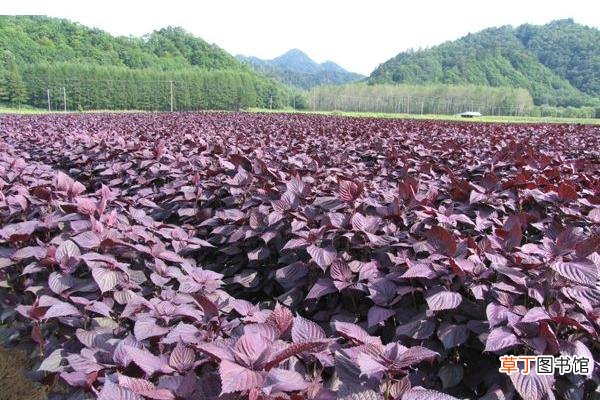 【栽培】紫苏什么时候种 紫苏栽培技术