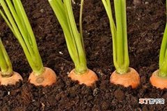 【科学】胡萝卜怎么种 胡萝卜科学种植技术
