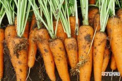 【生长】胡萝卜的生长过程 怎么种胡萝卜