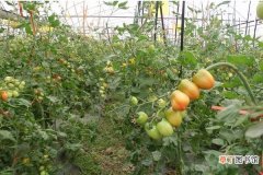 【树】番茄树种植技术 番茄树怎么种植