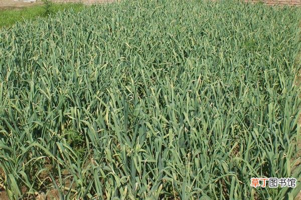 【种植】大蒜的种植及管理技术，适时播种合理施肥