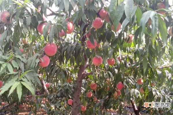 【栽培】桃树的栽培技术