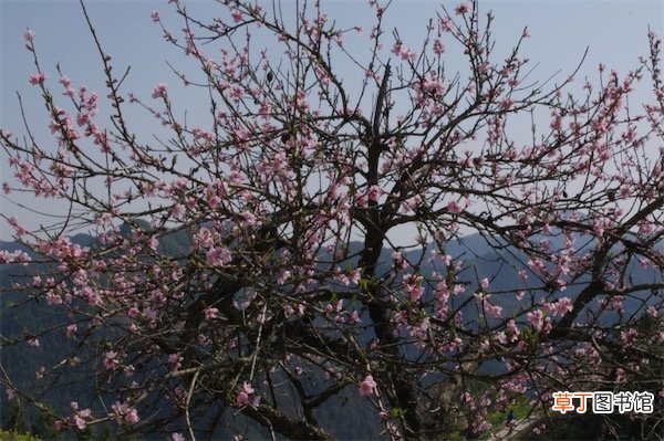 【栽培】桃树的栽培技术