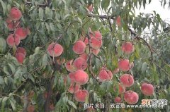 【种植方法】桃树的种植方法