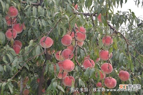【种植方法】桃树的种植方法
