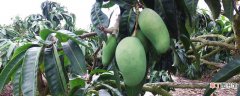 【科学】芒果怎么种？控制好密度，后期积极除杂草，科学合理施肥