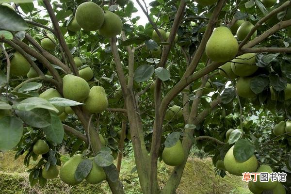 【种植】柚子种植技术