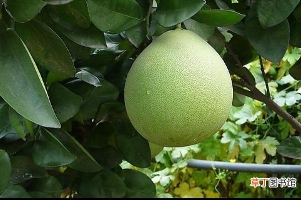 【种植】柚子种植技术