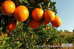 【橙】脐橙的高位定干技术措施