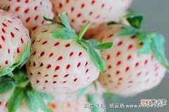 【种植】菠萝莓种植技术