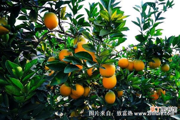 【栽培】脐橙栽培管理技术