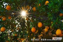 【种植】赣南脐橙种植技术