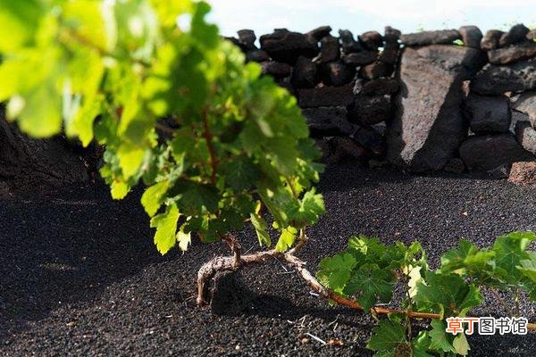 【种植方法】葡萄的种植方法和技术