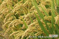 【高产】水稻高产栽培技术