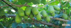 【种植】软枣猕猴桃的种植技术与注意事项