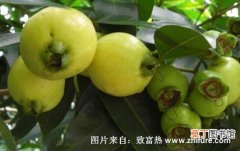 【栽培】蒲桃的栽培技术