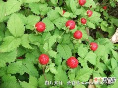 【栽培】蛇莓的栽培技术