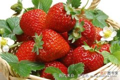 【科学】草莓的科学栽培与管理技术