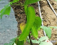 【种植】四棱豆种植有玄机？四棱豆的种植技术介绍！