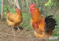 【养殖】养殖土鸡的技术