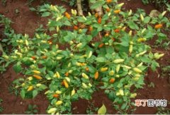 【种植】小米椒的种植方法