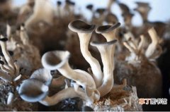 【种植】怎么种植平菇？教你简简单单就能种好平菇的种植技术！