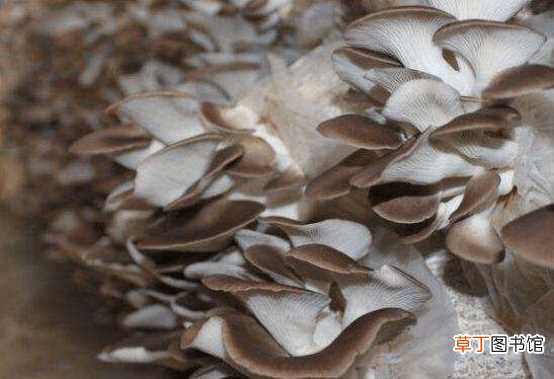 【种植】怎样种植平菇最容易？教你轻轻松松种出平菇来！