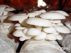 【种植】怎么用玉米芯种植平菇？教你轻松学会传统玉米芯种植平菇的技术！