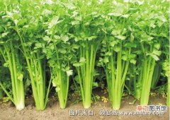【栽培】山芹菜的最新栽培管理技术