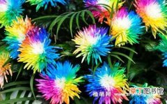 【养殖方法】彩虹菊的养殖方法，6种养护方法