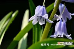 【种植】蓝铃花怎么种植，蓝铃花的种植方法