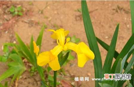 【花】黄花鸢尾分株、播种、种球