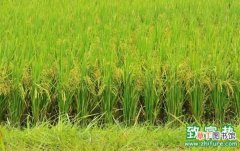 【防治】水稻叶瘟是什么？如何防治？