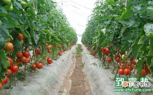 【大棚】番茄大棚栽培喷花技术及应用