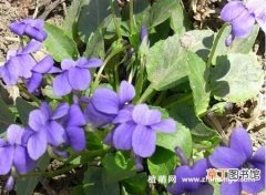 【花】紫花地丁怎么种植，紫花地丁种子种植方法