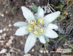 【花】雪绒花怎么繁殖，介绍播种和扦插繁殖方法