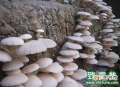 【防治】平菇畸形菇形成的原因及防治
