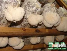 【大棚】猴头菇塑料大棚如何栽培
