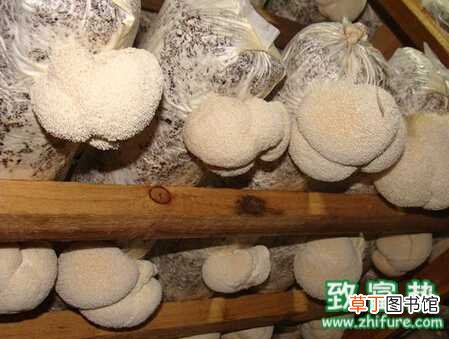 【大棚】猴头菇塑料大棚如何栽培