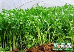 【冬季】芹菜冬季大棚栽培管理技术