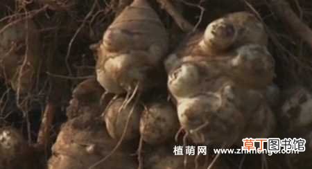 【方法】菊芋繁殖方法，播种和块茎繁殖方式