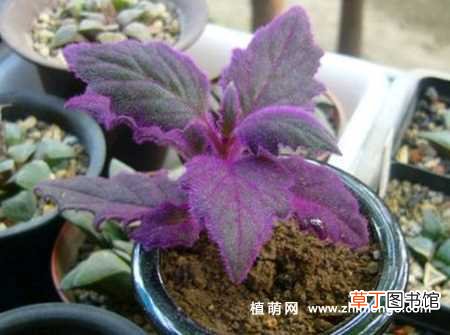 【养护】紫鹅绒花怎么养，7种日常养护方法事项