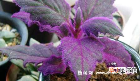 【养护】紫鹅绒花怎么养，7种日常养护方法事项