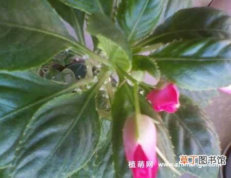 【花卉大全】玻璃翠怎么养长得快，充足养分适宜环境