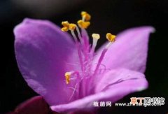 【养护方法】紫竹梅怎么养，5种日常养护方法事项