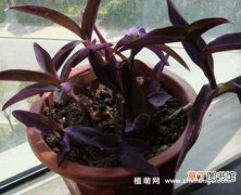 【分株】紫竹梅怎么繁殖，分株和扦插繁殖方式