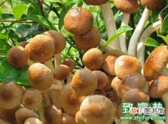【栽培】茶树菇菌袋栽培管理技术