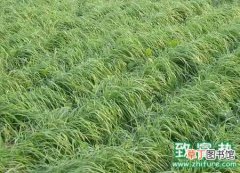 【冬季】黑麦草冬季栽培管理技术